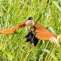 Coppery-tailed Coucal (Centropus cupreicaudus)