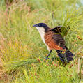 Coppery-tailed Coucal (Centropus cupreicaudus)