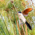 Coppery-tailed Coucal (Centropus cupreicaudus)