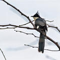 Jacobin Cuckoo (Clamator jacobinus)