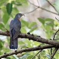 Red-chested Cuckoo (Cuculus solitarius)