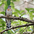 Red-chested Cuckoo (Cuculus solitarius)