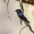 Fork-tailed Drongo (Dicrurus adsimilis)
