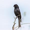 Fork-tailed Drongo (Dicrurus adsimilis)