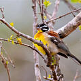 Golden-breasted Bunting (Emberiza flaviventris)