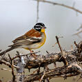 Golden-breasted Bunting (Emberiza flaviventris)