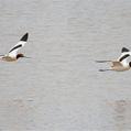 Red-necked Avocet (Recurvirostra novaehollandiae)