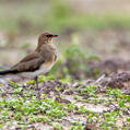 Collared Pratincole (Glareola pratincola)