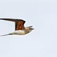 Collared Pratincole (Glareola pratincola)