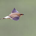 Collared Pratincole (Glareola pratincola)