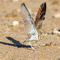 Double-banded Courser (Rhinoptilus africanus)