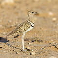 Double-banded Courser (Rhinoptilus africanus)