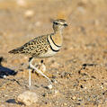 Double-banded Courser (Rhinoptilus africanus)