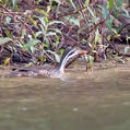 African Finfoot (Podica senegalensis)