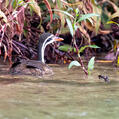 African Finfoot (Podica senegalensis)