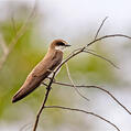 Banded Martin (Riparia cincta)