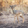 Kirk's Dik-Dik (Madoqua kirkii)