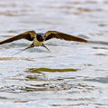 Barn Swallow (Hirundo rustica)