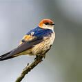Greater Striped Swallow (Cecropis cucullata)