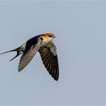 Greater Striped Swallow (Cecropis cucullata)