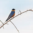Red-breasted Swallow (Cecropis semirufa)