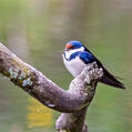 White-throated Swallow (Hirundo albigularis)