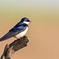 White-throated Swallow (Hirundo albigularis)