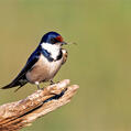 White-throated Swallow (Hirundo albigularis)
