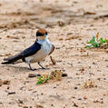 Wire-tailed Swallow (Hirundo smithii)