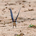 Wire-tailed Swallow (Hirundo smithii)
