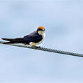 Wire-tailed Swallow (Hirundo smithii)