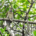 Scaly-throated Honeyguide (Indicator variegatus)