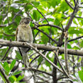 Scaly-throated Honeyguide (Indicator variegatus)
