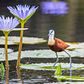 African Jacana (Actophilornis africanus)