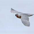 Caspian Gull (Larus cachinnans)