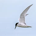 Damara Tern (Sternula balaenarum)