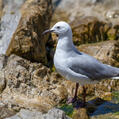 Hartlaub's Gull (Chroicocephalus hartlaubii)