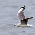 Hartlaub's Gull (Chroicocephalus hartlaubii)