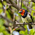 Black-collared Barbet (Lybius torquatus)