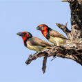 Black-collared Barbet (Lybius torquatus)