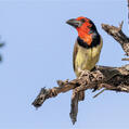 Black-collared Barbet (Lybius torquatus)