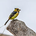 Crested Barbet (Trachyphonus vaillantii)