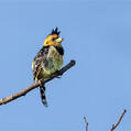 Crested Barbet (Trachyphonus vaillantii)