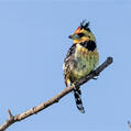 Crested Barbet (Trachyphonus vaillantii)
