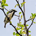 Acacia Pied Barbet (Tricholaema leucomelas)