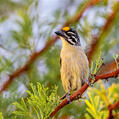 Yellow-fronted Tinkerbird (Pogoniulus chrysoconus)