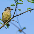 Yellow-rumped Tinkerbird (Pogoniulus bilineatus)