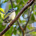 Yellow-rumped Tinkerbird (Pogoniulus bilineatus)