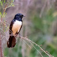 Willie Wagtail (Rhipidura leucophrys)