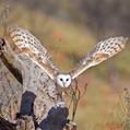 Eastern Barn Owl (Tyto javanica)